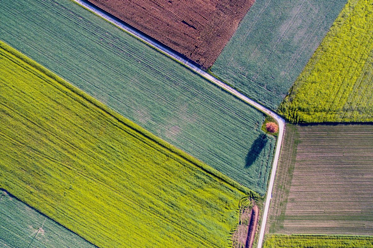 Luftaufnahme von farbenfrohen landwirtschaftlichen Feldern mit Pflanzenreihen